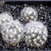 Mammillaria_lauii